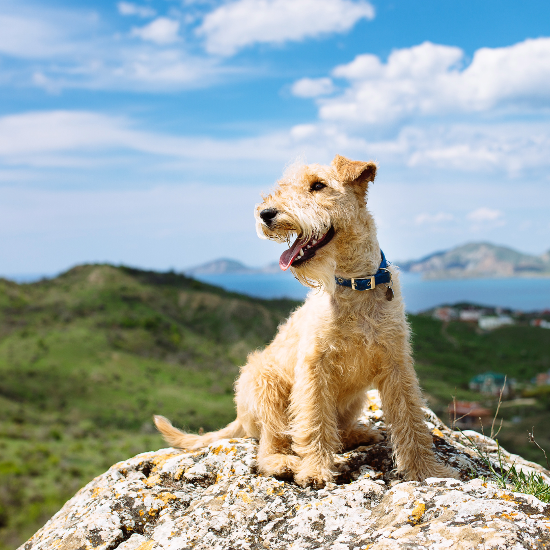 Hiking With Your Dog In Nova Scotia : The Do’s & Don’ts