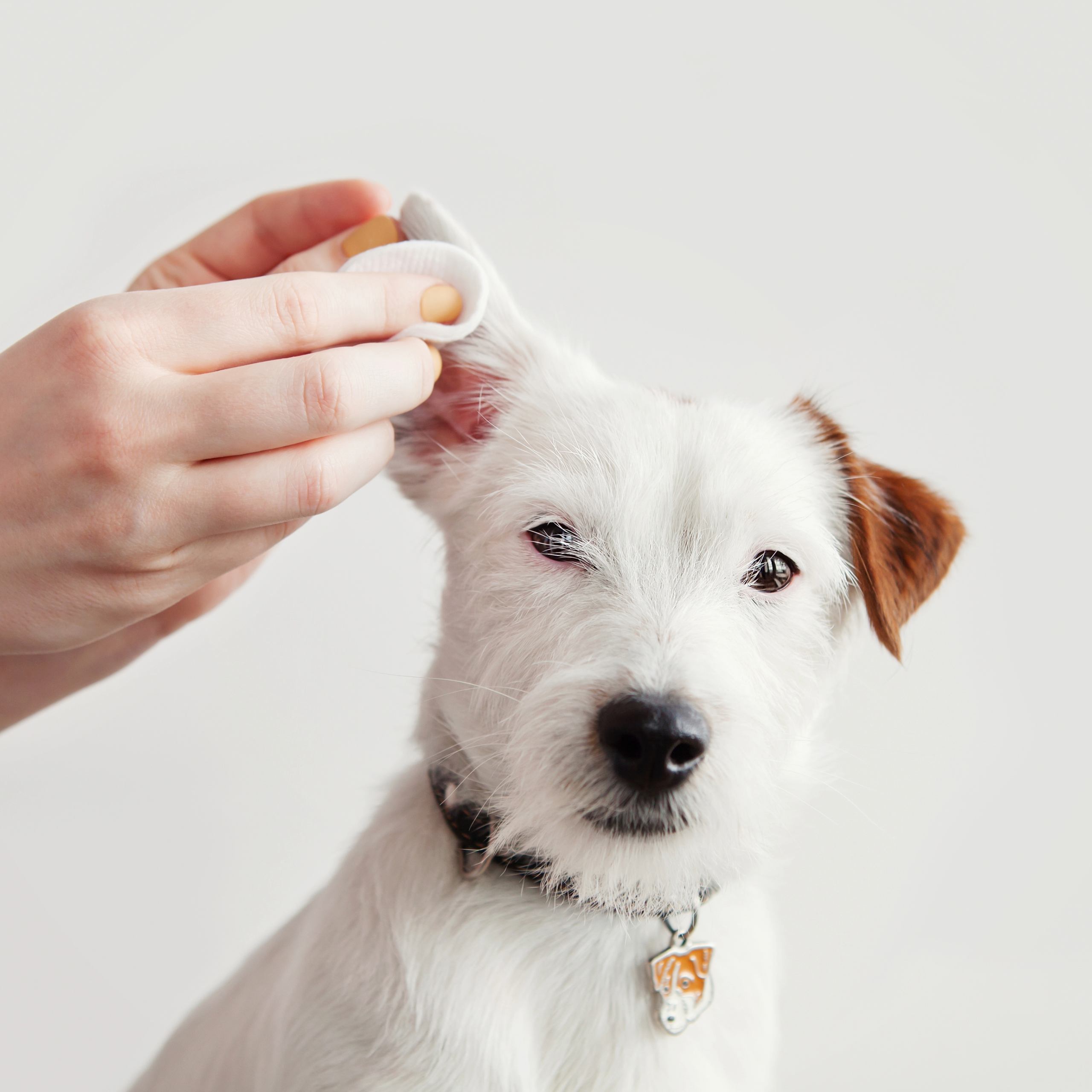 Understanding and Managing Seasonal Allergies in Dogs